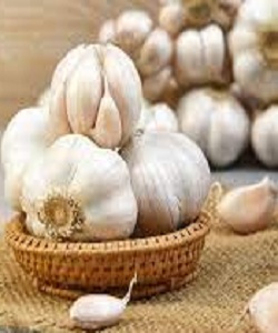 GARLIC 